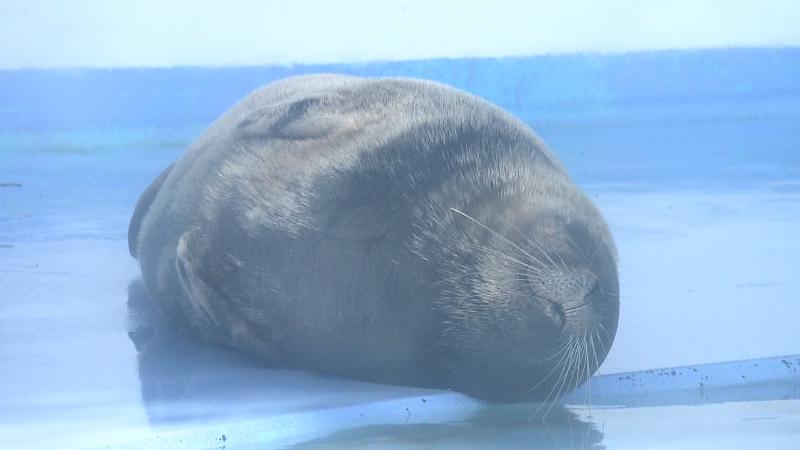 気持ちよさそうに目を閉じるアザラシ