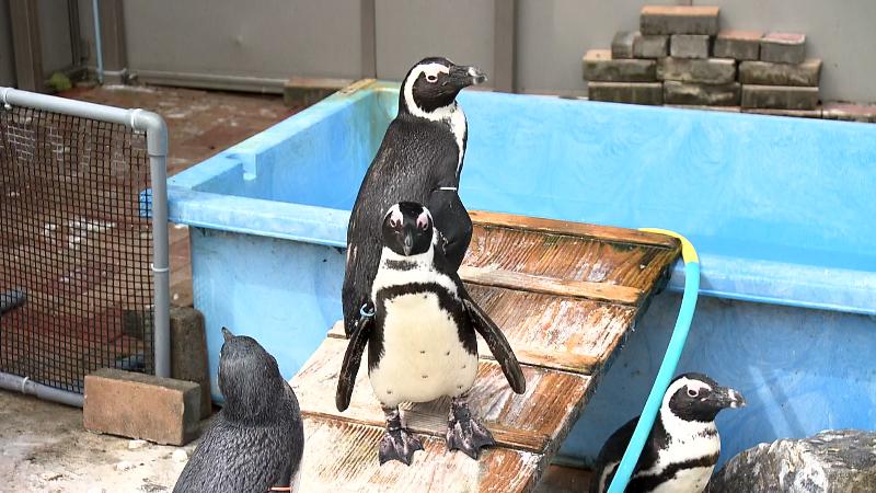 ペンギン