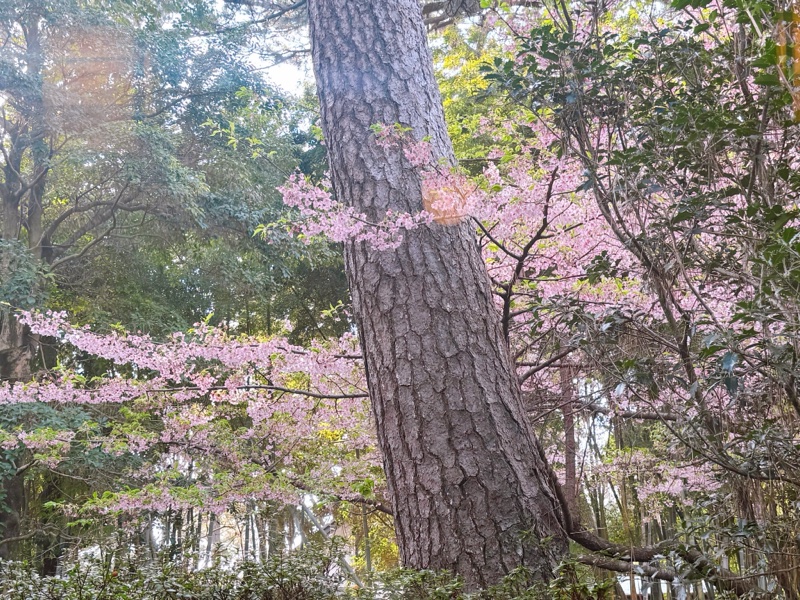 松の木と花
