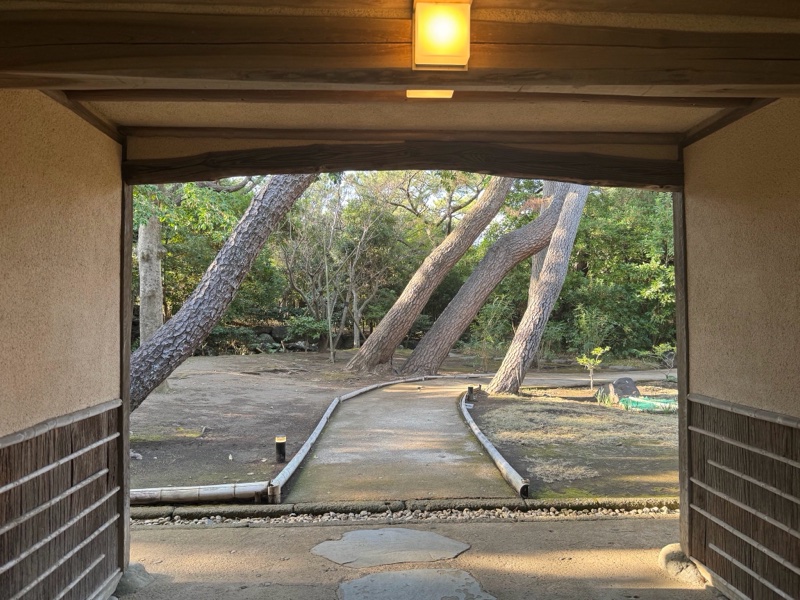 庭園内の松