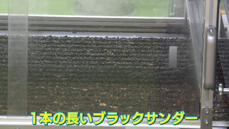一本の長いブラックサンダー