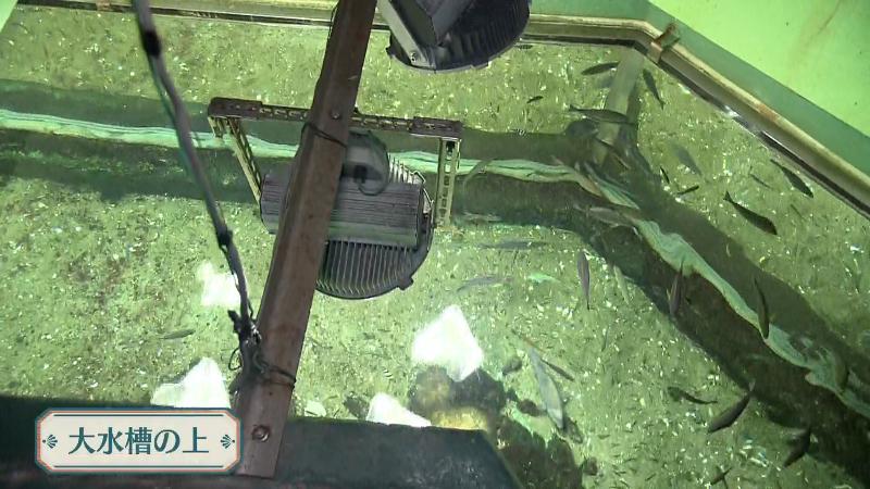 大水槽を上から見学