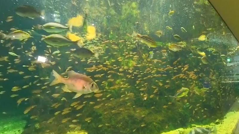 大水槽「あわしまの海」