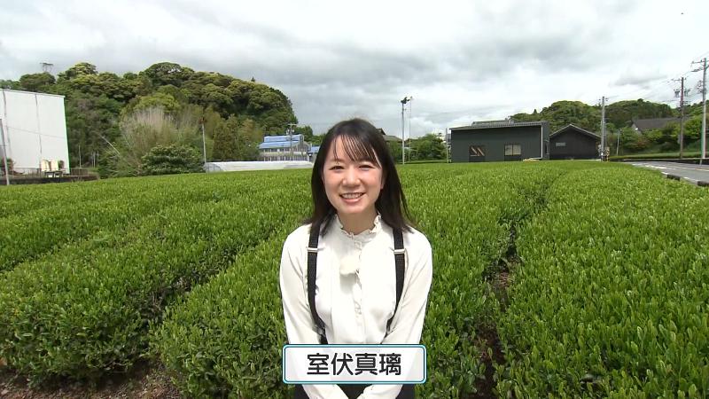 茶畑に囲まれた地域にやってきた室伏アナウンサー