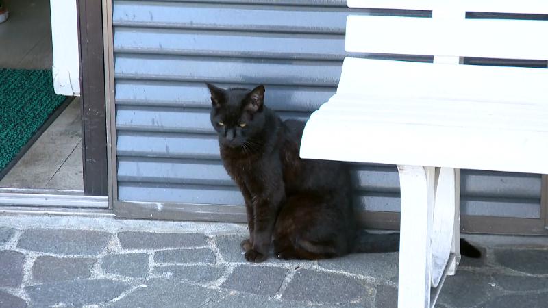 すいのやの入口を見張っていたネコ