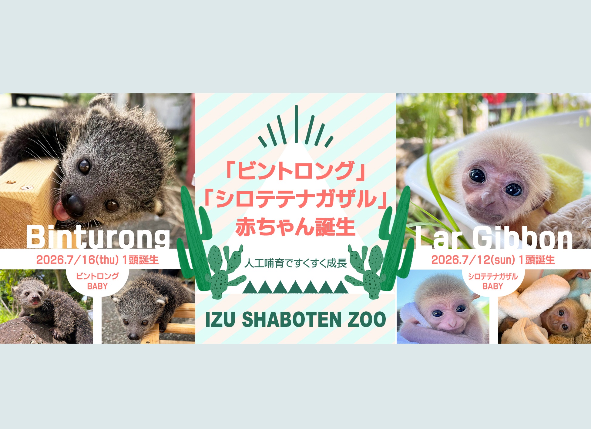 シャボテン